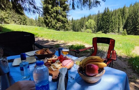 Elatia Forest e1686394951474